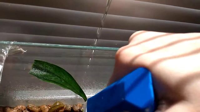 Анубиасы на подоконнике смотреть онлайн