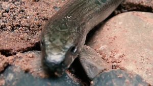 Тайны встреч в дикой Природе: Редкие Животные