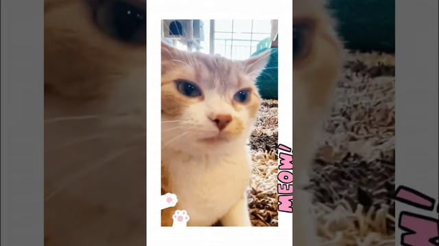 the cat is singing кот поет смотреть онлайн