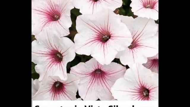 Бестселлер!!! Раньше! Выше! Шире! Обзор 5 расцветок сорта Supertunia® Vista. Проверенный победитель смотреть онлайн