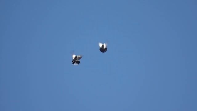 Николаевские торцовые голуби, ноябрь 2021 смотреть онлайн