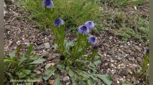 ГЛОБУЛЯРИЯ или  ШАРОВНИЦА  (GLOBULARIA)  сем. Норичниковые  (Глобуляриевые)