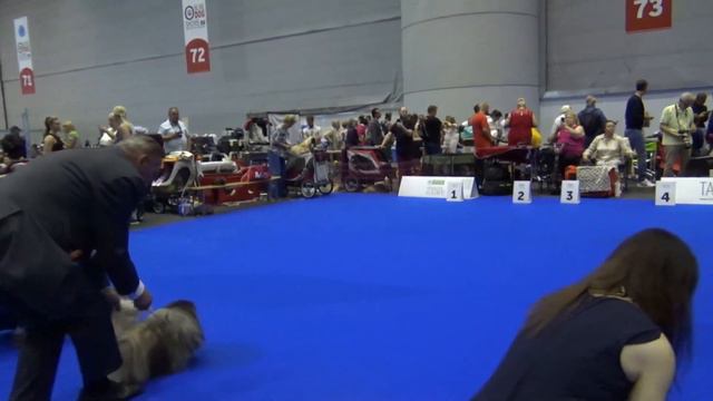 Pekingese World dog show 2023 in Geneva Switzerland смотреть онлайн