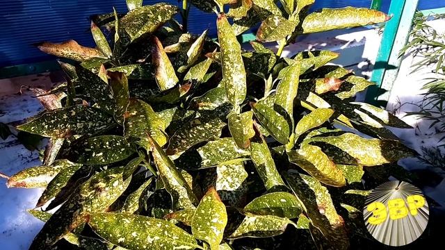 Аукуба японская смотреть онлайн