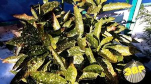 Аукуба японская