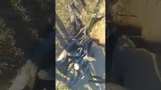 Нашли машину с рыбами в озере смотреть онлайн
