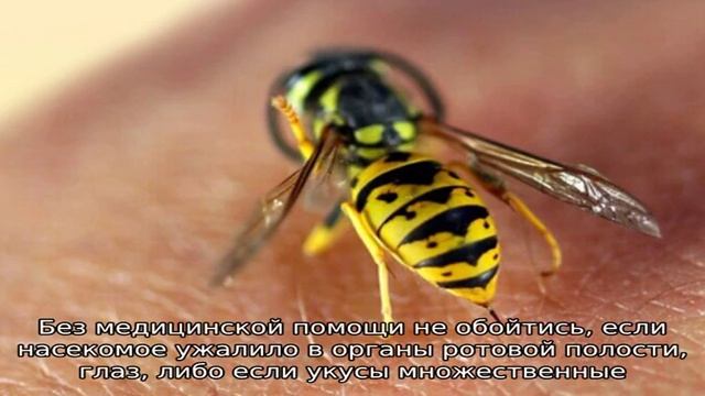Аллергия на укусы пчел: симптомы и лечение смотреть онлайн