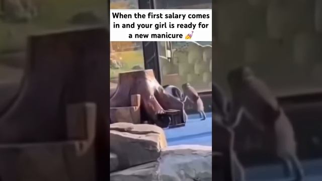 Goodbye first salary ✌️? #podcast #qainterview #softwaredevelopment #softwareqa #qaautomation смотреть онлайн