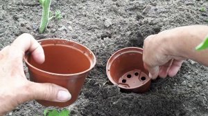 Черенками розы размножаю.Июнь.
