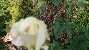 Роза Белый шоколад и главный садовник?