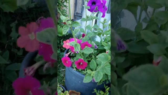 Цветущий уголок. #петунья #герань #клематис