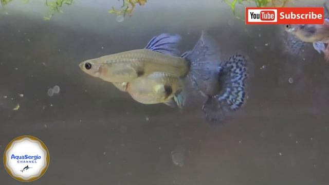 Гуппи мозаик красивые?/guppy mosaics are beautiful ?! смотреть онлайн
