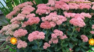 Очиток видный Отем джой. Краткий обзор, описание характеристик sedum spectabile Autumn Joy