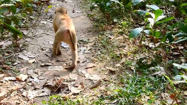 Monkey Libby climb tree to Nanda's baby & leave Rainbow having fun with friends смотреть онлайн