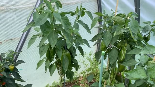 Обзор сладких перцев .31 июля 2022 г. смотреть онлайн