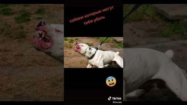 самые опасные собаки☠️☠️☠️ смотреть онлайн
