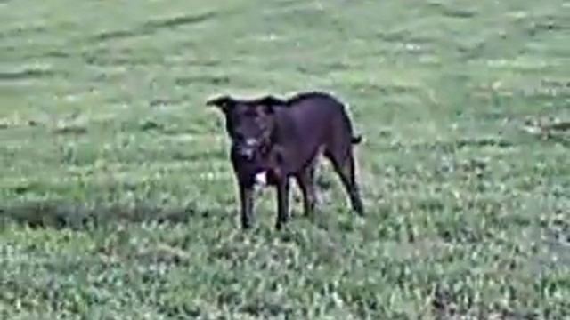 Stafford Mix Gina 3 смотреть онлайн