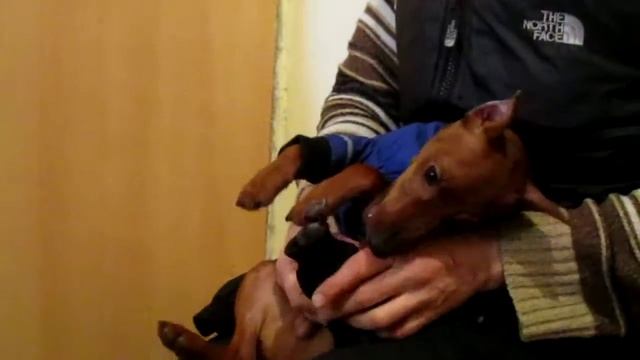 Джимка одевается на прогулку.avi смотреть онлайн