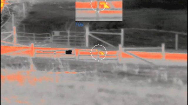 Grey Fox Thermal Hunt смотреть онлайн