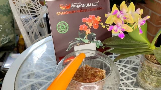 Пышное БЕСКОНЕЧНОЕ ЦВЕТЕНИЯ Орхидей в SPHAGNUM ECO Пересадка орхидеи в МОХ смотреть онлайн