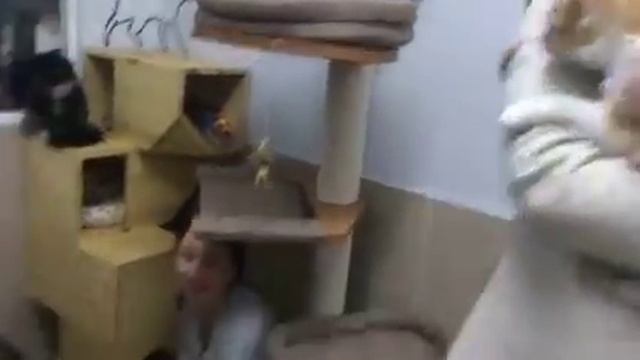 Как пристроить кошку? Матильда уезжает домой. смотреть онлайн