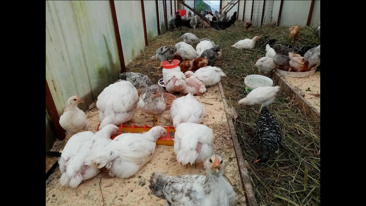 Почему ОСЕННИЙ БРОЙЛЕР лучше весеннего. смотреть онлайн