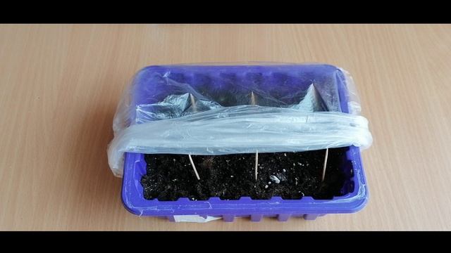 Петуния. Посев петунии гранулами и уход за первыми всходами.