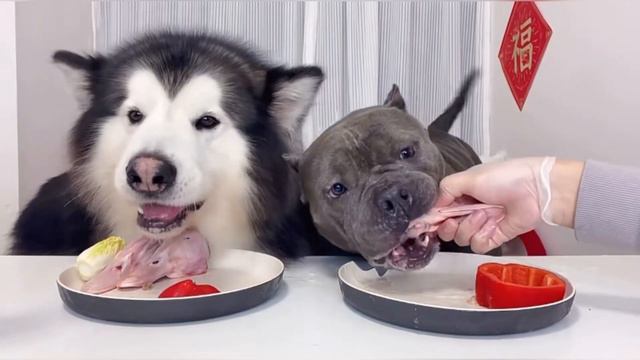 ASMR Dogs | Dogs Review Meat Plate Dogs Mukbang Eating | Husky And Pitbull#asmranimals #asmrdog