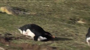 Падающие пингвины