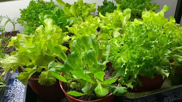 Update on my Lettuce Seed Starts - Annuals, Onion Sets - Growing Lettuce Indoors - Home Gardening смотреть онлайн