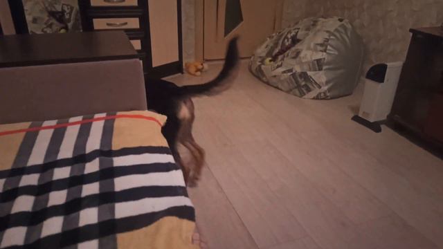 Вечно недовольная собака🤷♀️🤷♀️🤷♀️ смотреть онлайн