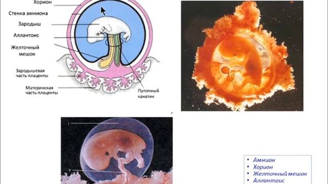 Лекция: "Эмбриология. Формирование плаценты." смотреть онлайн