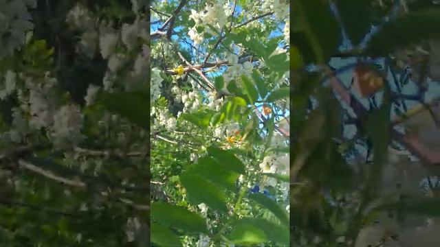 Медонос с чарующим медовым ароматом смотреть онлайн