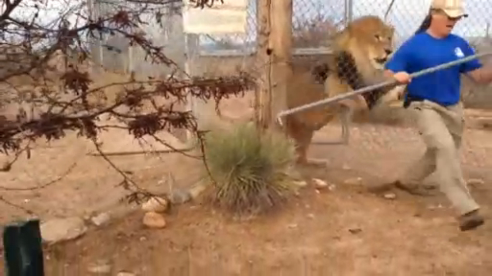 Испугался льва смотреть онлайн