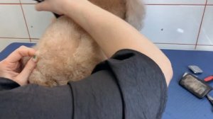 Как стричь пуделя. Груминг.