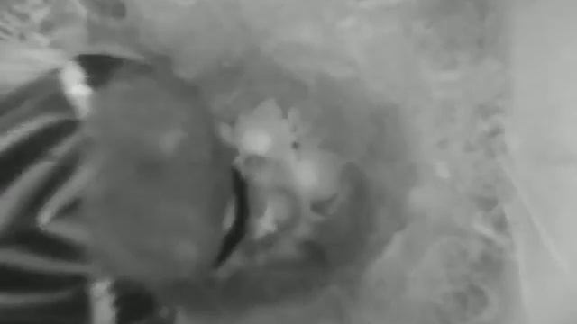 Синица кормит птенцов