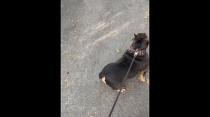 Учим собаку хождению на поводке - самое подробное видео обучение