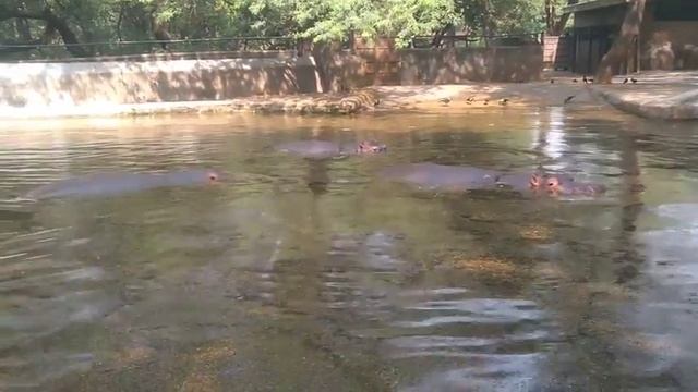 National Zoological Park (New Delhi). смотреть онлайн