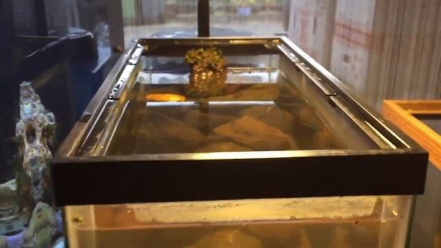 Collecting Freshwater Fish in Hawaii смотреть онлайн