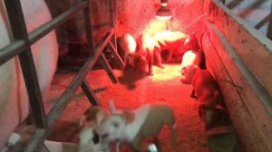 Чесотка// подкожный клещ// как лечить чесотку у свиней