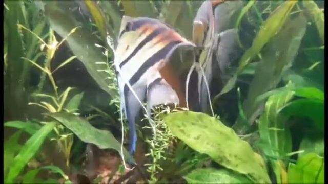 Скалярия Манакапуру(Pterophyllum scalare sp. Rio Manacapuru) смотреть онлайн