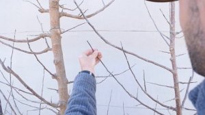 Зачем обрезать яблони в интенсивном саду? (Стив Браун, Канада)