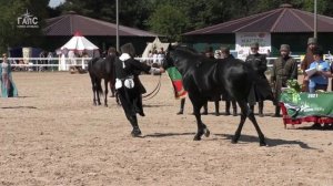 Лошади КАБАРДИНСКОЙ породы /Ринг Созвездие Шагди #ИППОсфера 2021