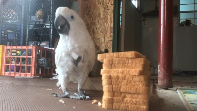 Cockatoo helps mom break up bread for outside animals смотреть онлайн