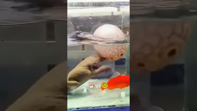 батл лягушки