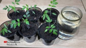 Две таблетки из аптечки для рассады помидор на литр воды! Быстрый и крепкий рост гарантирован
