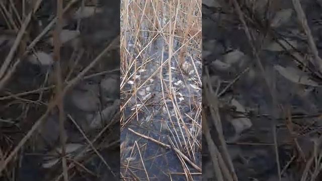рыбалка в темрюкском районе смотреть онлайн
