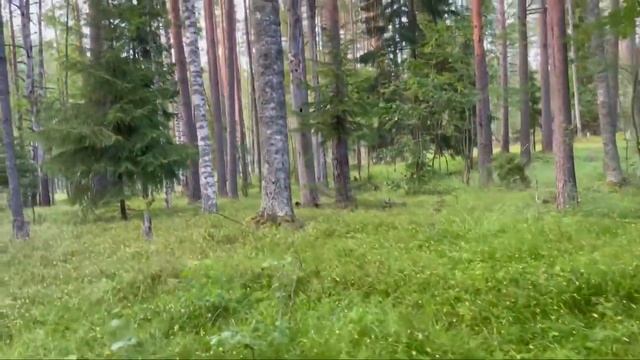 На даче.В гостях у черничного леса. Рядом с дачей.Ленобласть. смотреть онлайн