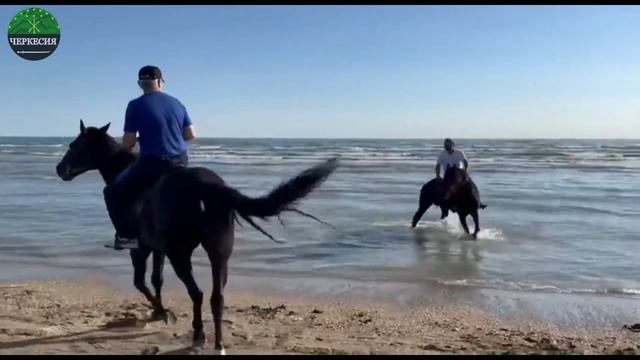 ЧЕРКЕССКИЕ (Кабардинские) лошади в ДАГЕСТАНЕ. смотреть онлайн