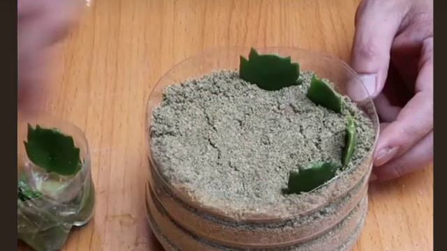 Как Укоренить Вырастить РОЖДЕСТВЕННИК /How to Root Grow a SHLUEMBERGER смотреть онлайн